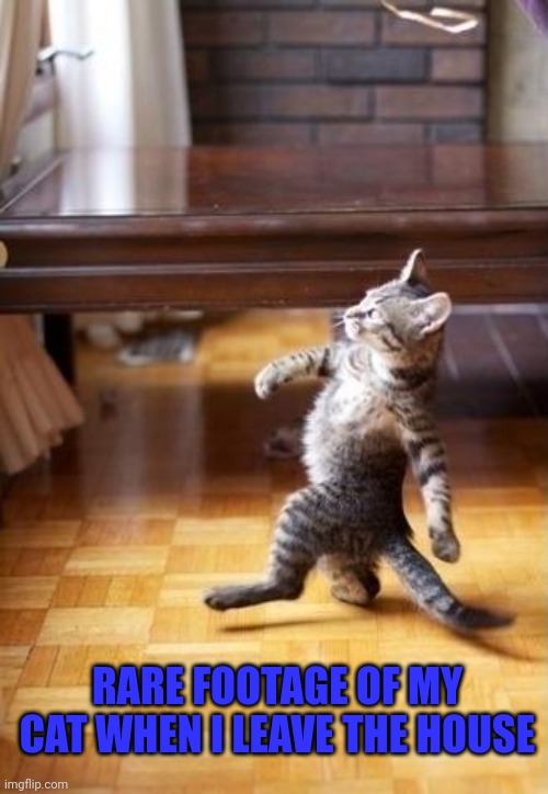 Real! | RARE FOOTAGE OF MY CAT WHEN I LEAVE THE HOUSE | image tagged in memes,cool cat stroll | made w/ Imgflip meme maker