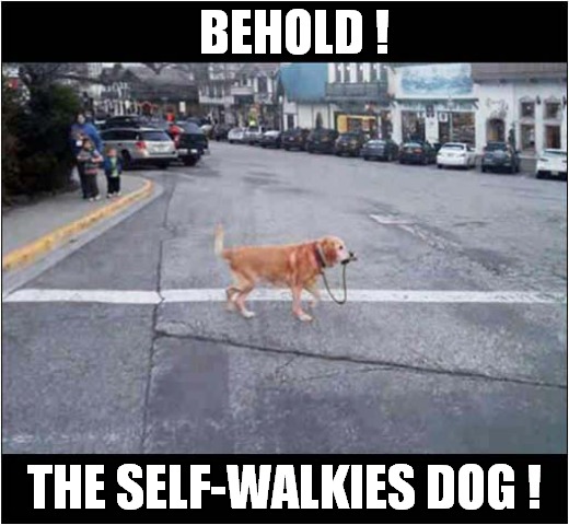 A Smart Pet  ! | BEHOLD ! THE SELF-WALKIES DOG ! | image tagged in dogs,walkies,smart | made w/ Imgflip meme maker