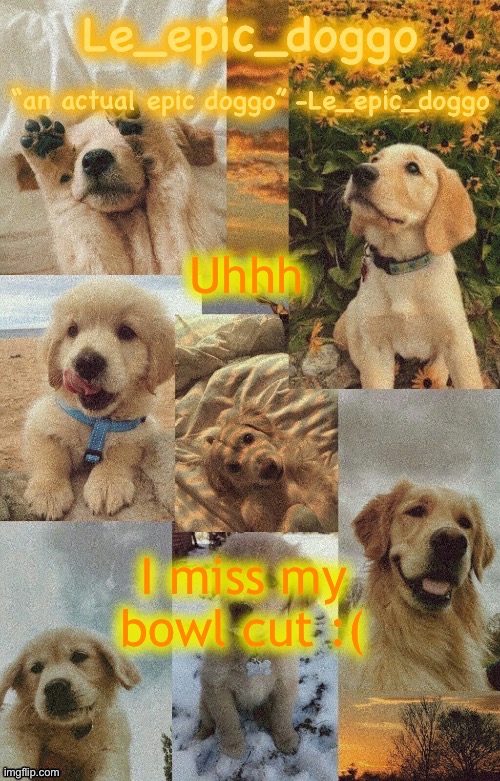 Doggo temp by doggo. Wait what that’s confusing | Uhhh; I miss my bowl cut :( | image tagged in doggo temp by doggo wait what that s confusing | made w/ Imgflip meme maker