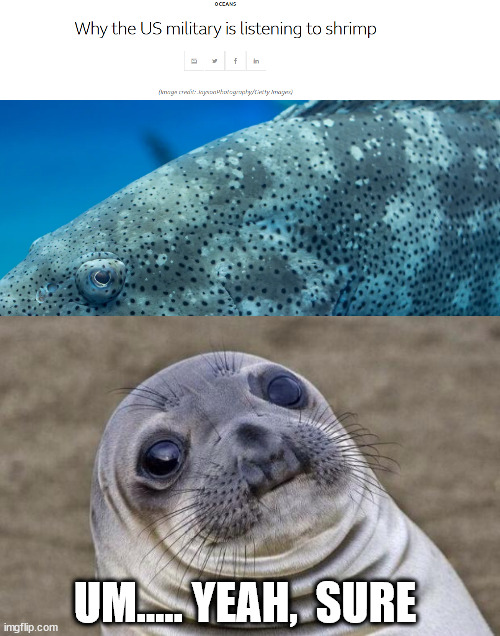 Ok I guess? | UM..... YEAH,  SURE | image tagged in memes,awkward moment sealion | made w/ Imgflip meme maker