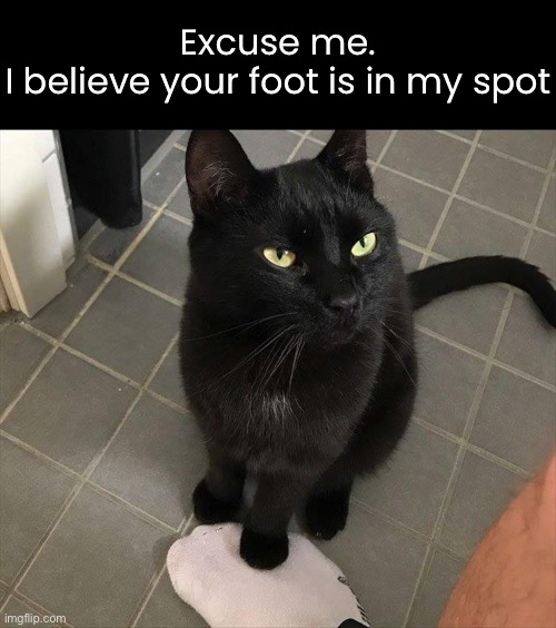 Territorial Dispute | Excuse me.
I believe your foot is in my spot | image tagged in funny memes,funny cat memes | made w/ Imgflip meme maker