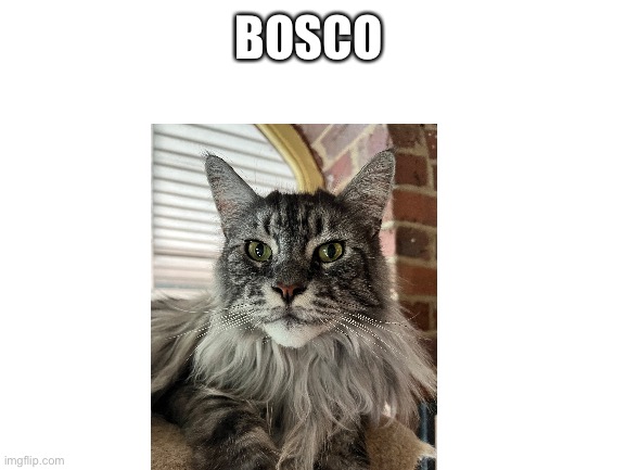 Blank White Template | BOSCO | image tagged in blank white template | made w/ Imgflip meme maker