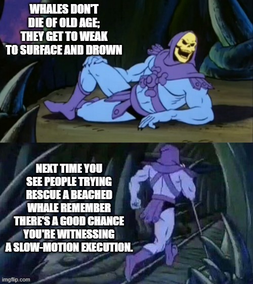 Skeletor disturbing facts | WHALES DON'T DIE OF OLD AGE; THEY GET TO WEAK TO SURFACE AND DROWN; NEXT TIME YOU SEE PEOPLE TRYING RESCUE A BEACHED WHALE REMEMBER THERE'S A GOOD CHANCE YOU'RE WITNESSING A SLOW-MOTION EXECUTION. | image tagged in skeletor disturbing facts | made w/ Imgflip meme maker