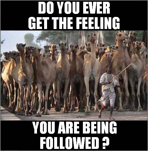 They're Right Behind You ! | DO YOU EVER GET THE FEELING; YOU ARE BEING
FOLLOWED ? | image tagged in fun,camels,follow,paranoia | made w/ Imgflip meme maker