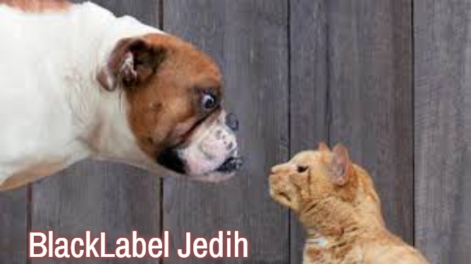 dog cat staredown | BlackLabel Jedih | image tagged in dog cat staredown,slavic,blacklabel jedih,freddie fingaz,bars over bars | made w/ Imgflip meme maker