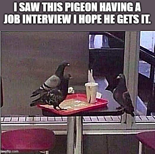 job interview | I SAW THIS PIGEON HAVING A JOB INTERVIEW I HOPE HE GETS IT. | image tagged in job interview,kewlew | made w/ Imgflip meme maker
