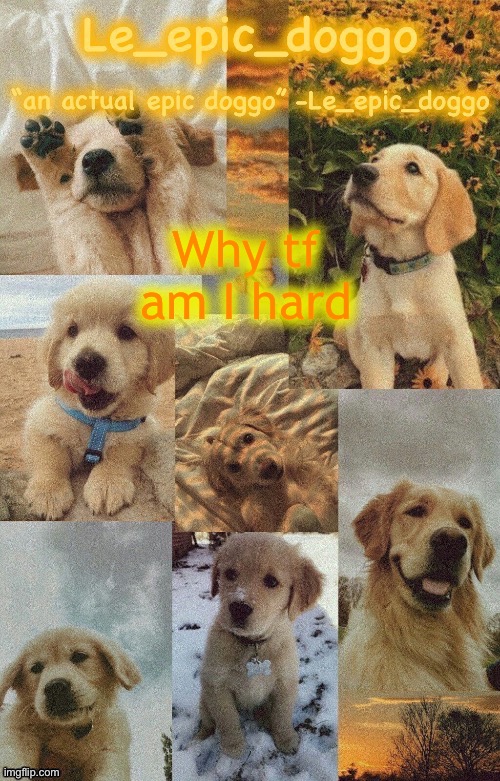 Doggo temp by doggo. Wait what that’s confusing | Why tf am I hard | image tagged in doggo temp by doggo wait what that s confusing | made w/ Imgflip meme maker