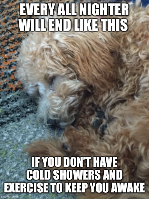 Sleep | EVERY ALL NIGHTER WILL END LIKE THIS; IF YOU DON’T HAVE COLD SHOWERS AND EXERCISE TO KEEP YOU AWAKE | image tagged in dog | made w/ Imgflip meme maker