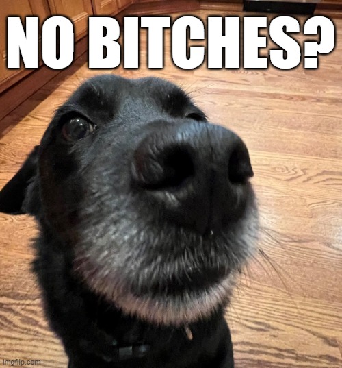 NO FEMALE DOGS? | NO BITCHES? | image tagged in no bitches | made w/ Imgflip meme maker