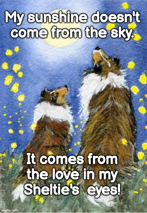 Love of a Sheltie | My sunshine doesn't come from the sky. It comes from the love in my Sheltie's  eyes! | image tagged in sunshine,love,sheltie,happiness | made w/ Imgflip meme maker