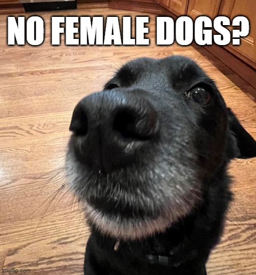 NO FEMALE DOGS? | NO FEMALE DOGS? | image tagged in no bitches | made w/ Imgflip meme maker