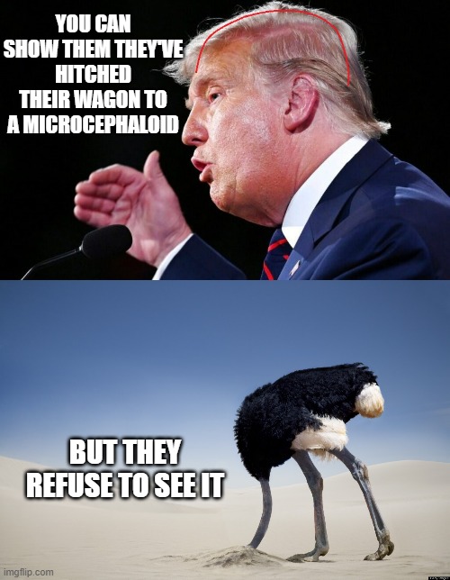 The problem with cultists | YOU CAN SHOW THEM THEY'VE HITCHED THEIR WAGON TO A MICROCEPHALOID; BUT THEY REFUSE TO SEE IT | image tagged in donald trump,ostrich head in sand | made w/ Imgflip meme maker
