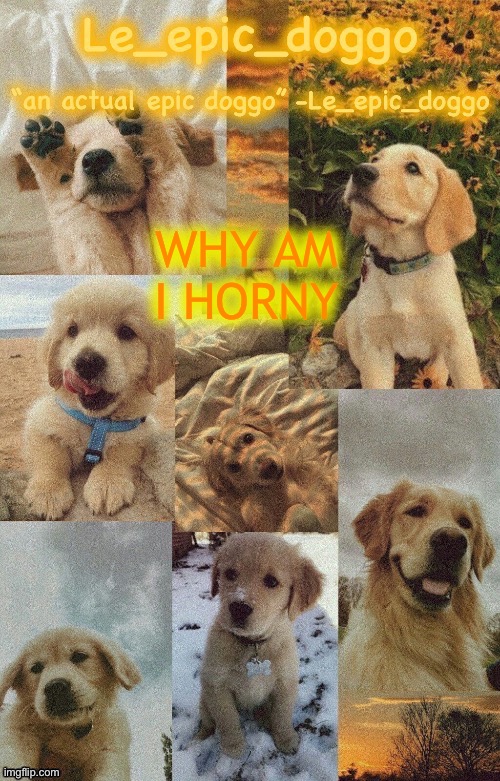Doggo temp by doggo. Wait what that’s confusing | WHY AM I HORNY | image tagged in doggo temp by doggo wait what that s confusing | made w/ Imgflip meme maker