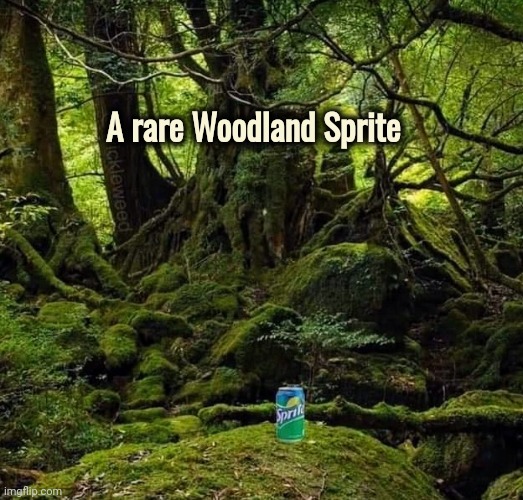 Beautiful Nature | A rare Woodland Sprite | image tagged in lost in the woods,soda,mother nature,well yes but actually no | made w/ Imgflip meme maker
