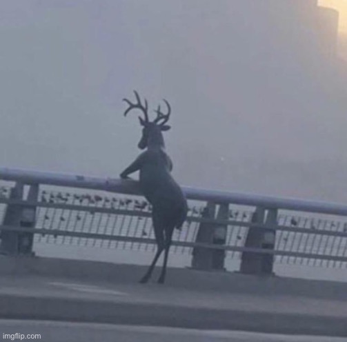 Deer Standing | image tagged in deer standing | made w/ Imgflip meme maker