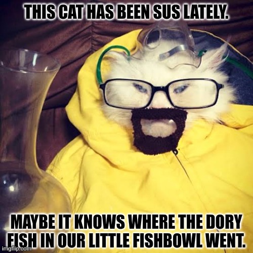 THIS CAT HAS BEEN SUS LATELY. MAYBE IT KNOWS WHERE THE DORY FISH IN OUR LITTLE FISHBOWL WENT. | image tagged in memes,brash,kitten | made w/ Imgflip meme maker