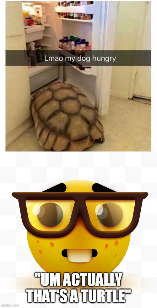 "UM ACTUALLY THAT'S A TURTLE" | image tagged in nerd emoji | made w/ Imgflip meme maker