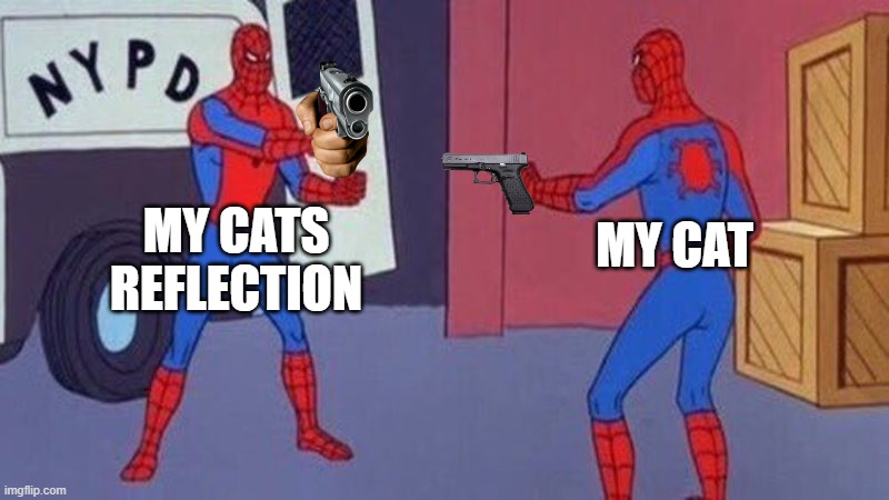 spiderman pointing at spiderman | MY CATS REFLECTION; MY CAT | image tagged in spiderman pointing at spiderman | made w/ Imgflip meme maker