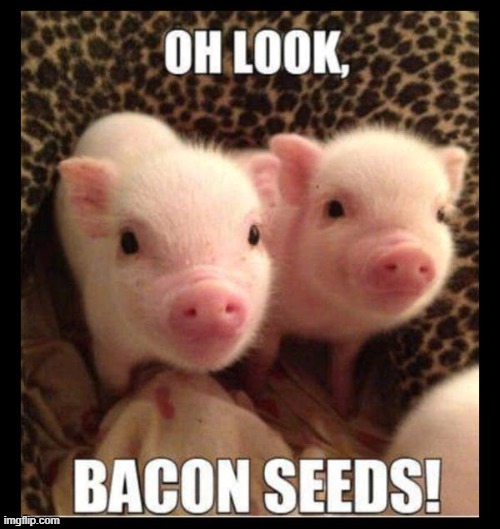 Grow your own ! | image tagged in iwanttobebacon | made w/ Imgflip meme maker