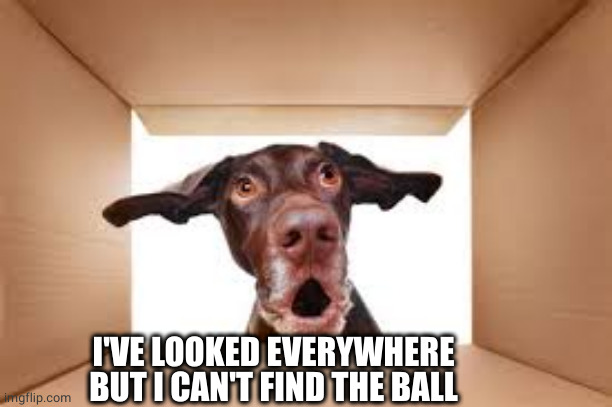 dog shock | I'VE LOOKED EVERYWHERE BUT I CAN'T FIND THE BALL | image tagged in dog shock | made w/ Imgflip meme maker