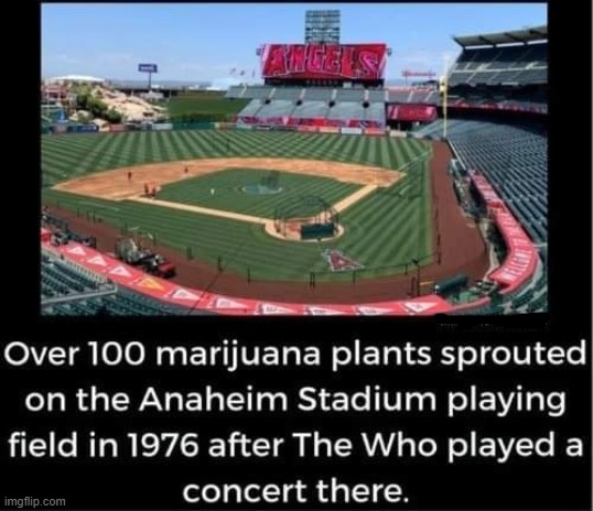 FUN FACT of the Day | image tagged in pot,marijuana,stoned | made w/ Imgflip meme maker