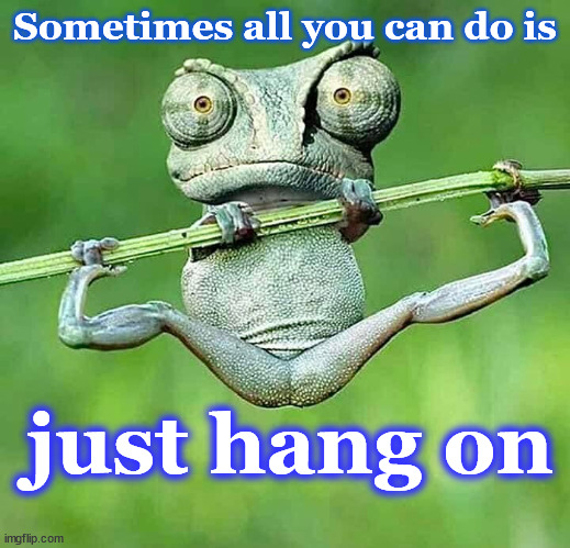 hangon | Sometimes all you can do is; just hang on | image tagged in frog | made w/ Imgflip meme maker