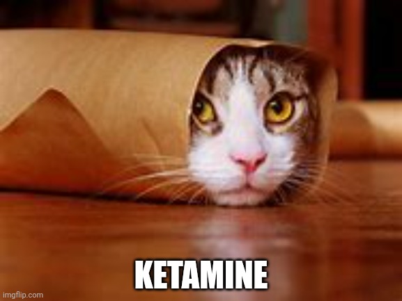 I want to fuck the cat | KETAMINE | made w/ Imgflip meme maker