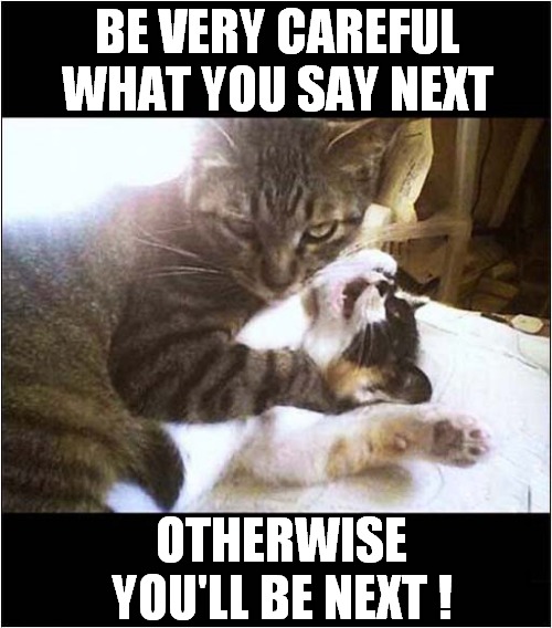 This Cat Worries Me ! | BE VERY CAREFUL WHAT YOU SAY NEXT; OTHERWISE YOU'LL BE NEXT ! | image tagged in cats,scary,threats | made w/ Imgflip meme maker