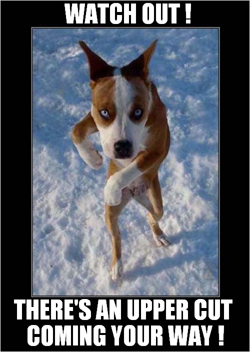 This Dog Worries Me ! | WATCH OUT ! THERE'S AN UPPER CUT 
COMING YOUR WAY ! | image tagged in dogs,fighting,boxing | made w/ Imgflip meme maker