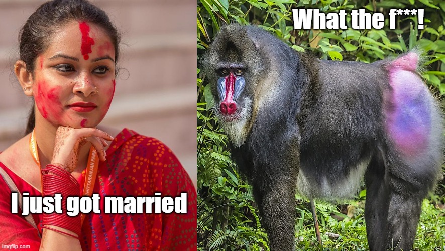 Hindu Marriage Sindoor Mandrill Animal Meme | What the f***! I just got married | image tagged in hindu mandrill meme | made w/ Imgflip meme maker