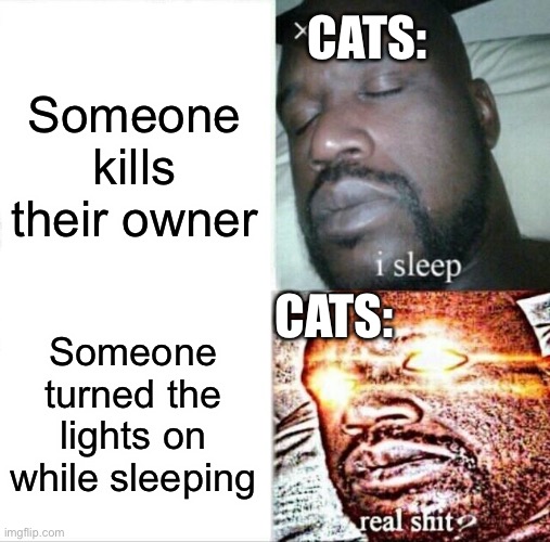 Abcdefgh-I love you | CATS:; Someone kills their owner; CATS:; Someone turned the lights on while sleeping | image tagged in memes,sleeping shaq,cats | made w/ Imgflip meme maker