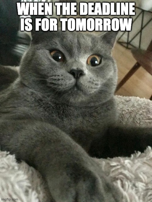 Oh shit cat | WHEN THE DEADLINE IS FOR TOMORROW | image tagged in oh shit cat | made w/ Imgflip meme maker