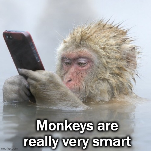 Monkeys are really very smart | made w/ Imgflip meme maker
