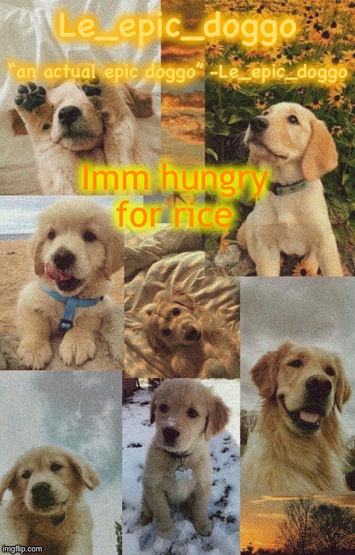 Ignore the spelling | Imm hungry for rice | image tagged in doggo temp by doggo wait what that s confusing | made w/ Imgflip meme maker