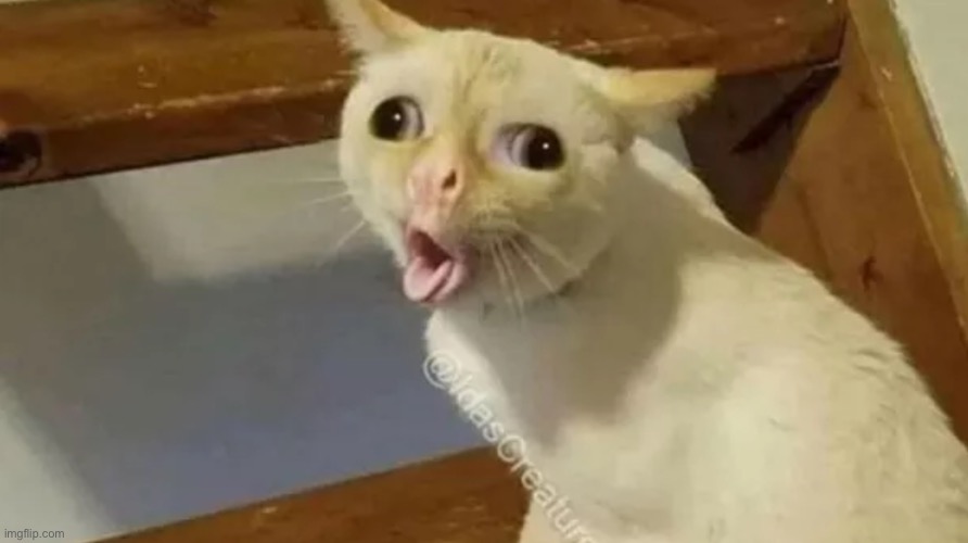 coughing cat | image tagged in coughing cat | made w/ Imgflip meme maker