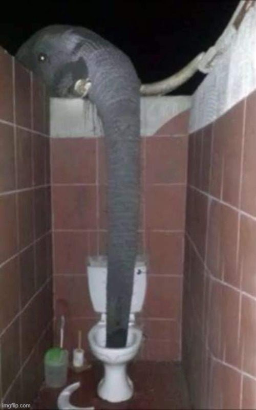 elephan | made w/ Imgflip meme maker