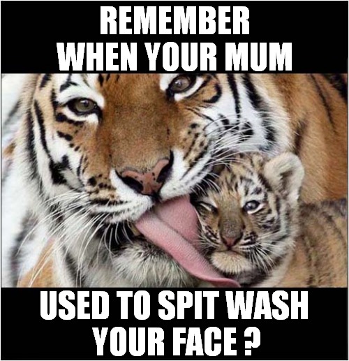 A Tiger Cubs Embarrassment ! | REMEMBER WHEN YOUR MUM; USED TO SPIT WASH
 YOUR FACE ? | image tagged in fun,tigers,spit wash,embarrassing | made w/ Imgflip meme maker