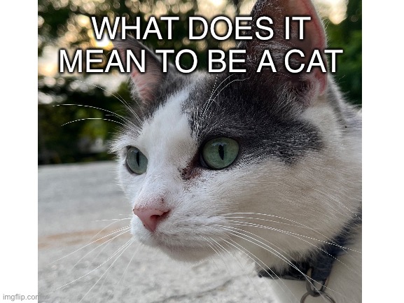 Hmm. Never thought about that |  WHAT DOES IT MEAN TO BE A CAT | image tagged in cats,think,thinking,questions | made w/ Imgflip meme maker