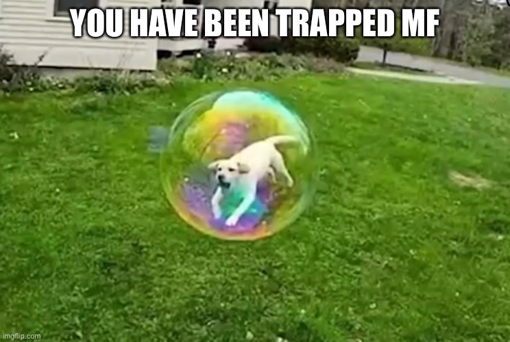 Bubble doggo | YOU HAVE BEEN TRAPPED MF | image tagged in bubble doggo | made w/ Imgflip meme maker