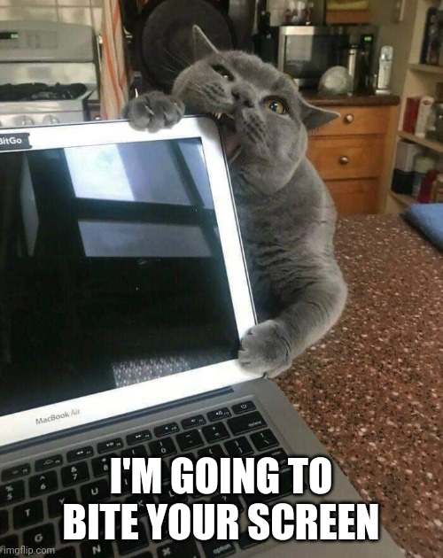 Should have ordered some cat toys | I'M GOING TO BITE YOUR SCREEN | image tagged in cat | made w/ Imgflip meme maker