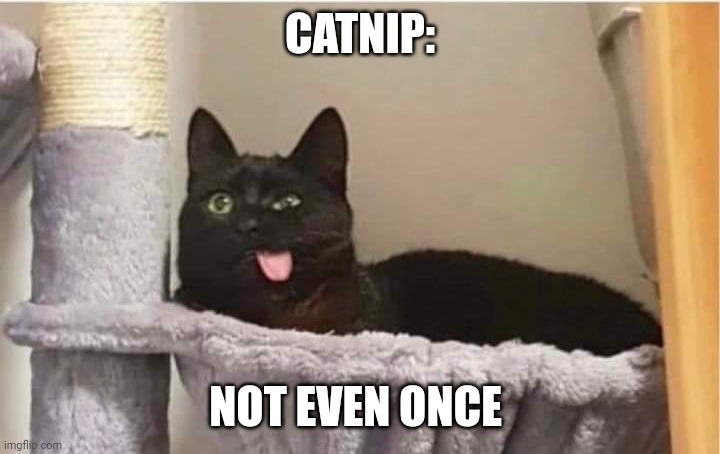 CATNIP:; NOT EVEN ONCE | image tagged in cat,meth | made w/ Imgflip meme maker