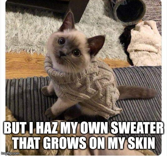 That cat is going to get hot | BUT I HAZ MY OWN SWEATER
THAT GROWS ON MY SKIN | image tagged in cat,sweater | made w/ Imgflip meme maker