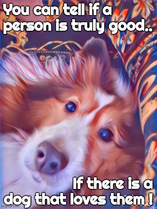 A Good Person | You can tell if a person is truly good.. If there is a dog that loves them ! | image tagged in dog,love,good person,sheltie | made w/ Imgflip meme maker