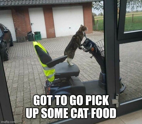That cat is sick of waiting on it's humans | GOT TO GO PICK UP SOME CAT FOOD | image tagged in cat,funny,scooter | made w/ Imgflip meme maker