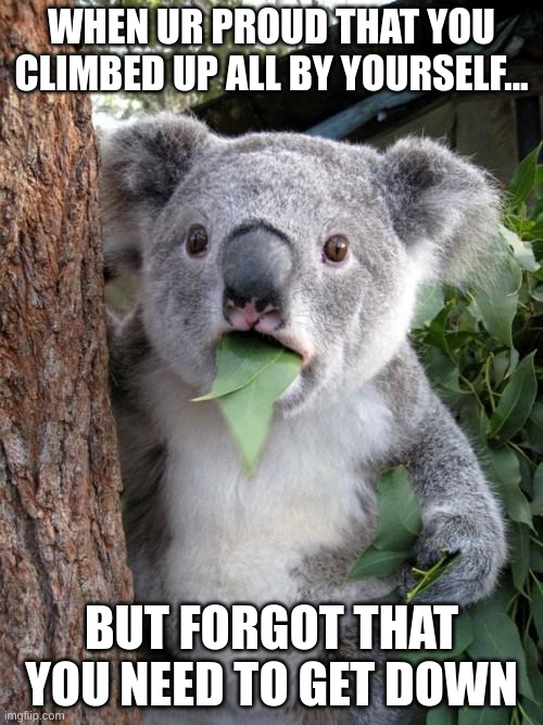 Surprised Koala |  WHEN UR PROUD THAT YOU CLIMBED UP ALL BY YOURSELF... BUT FORGOT THAT YOU NEED TO GET DOWN | image tagged in memes,surprised koala | made w/ Imgflip meme maker