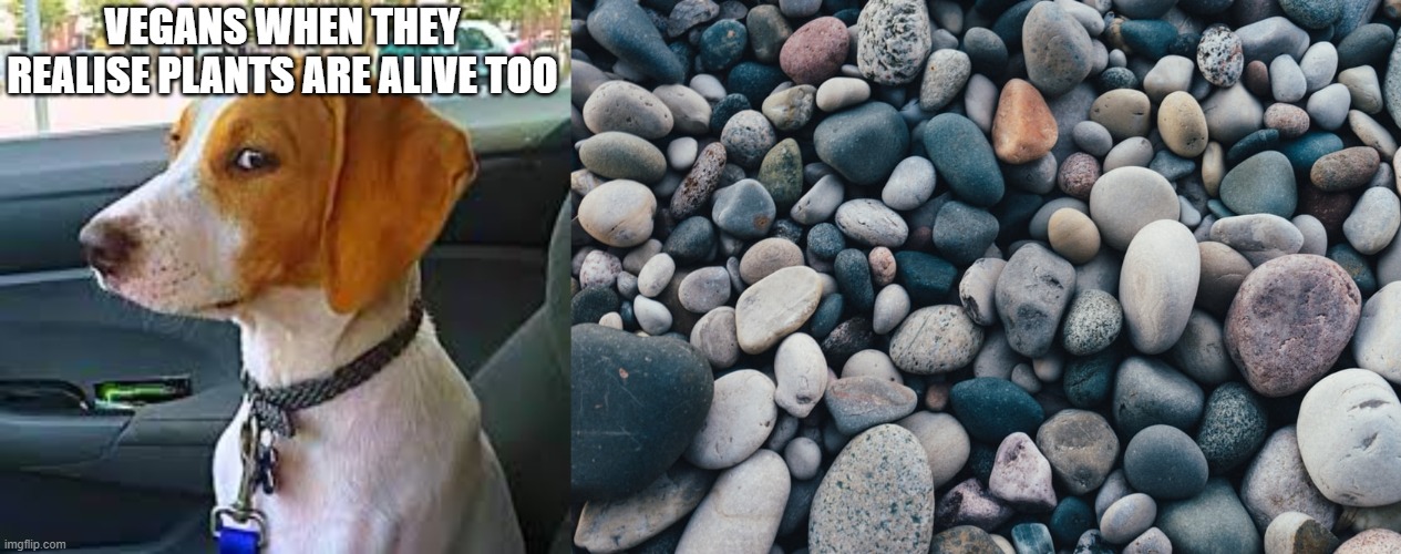 VEGANS WHEN THEY REALISE PLANTS ARE ALIVE TOO | image tagged in sideways glance dog,stones | made w/ Imgflip meme maker