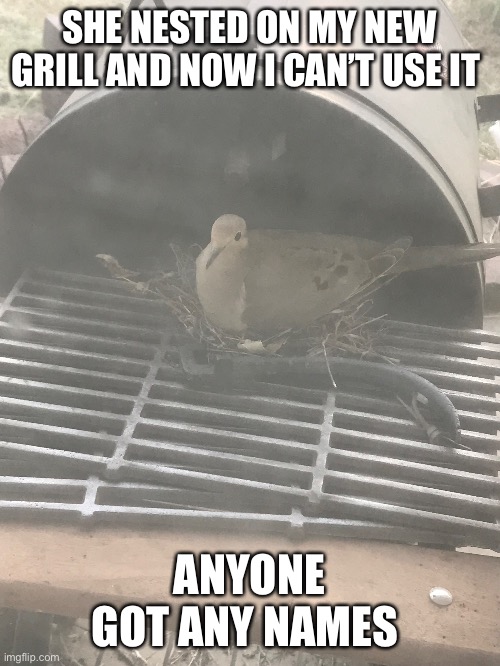 Names in the comments | SHE NESTED ON MY NEW GRILL AND NOW I CAN’T USE IT; ANYONE GOT ANY NAMES | image tagged in bird | made w/ Imgflip meme maker