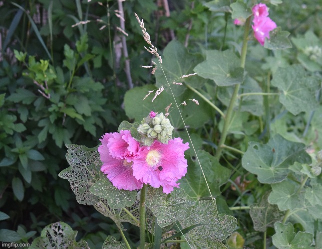 hollyhocks | image tagged in pink flowers,hollyhocks | made w/ Imgflip meme maker