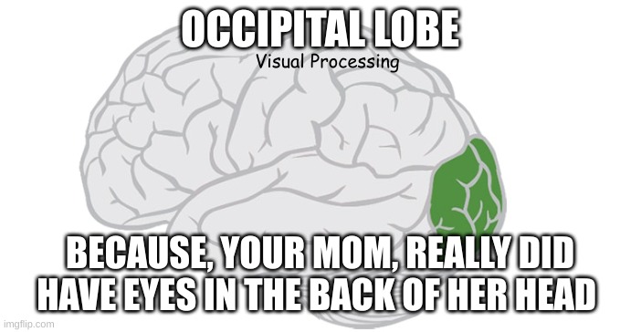 occipital lobe | OCCIPITAL LOBE; Visual Processing; BECAUSE, YOUR MOM, REALLY DID HAVE EYES IN THE BACK OF HER HEAD | image tagged in expanding brain meme | made w/ Imgflip meme maker