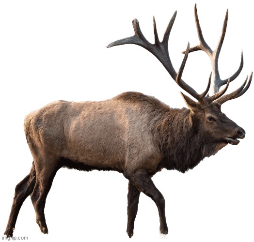 Used in comment | image tagged in manitoba elk | made w/ Imgflip meme maker